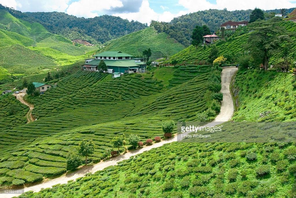 Muslim Boutique Apartment Cameron Highlands Dış mekan fotoğraf